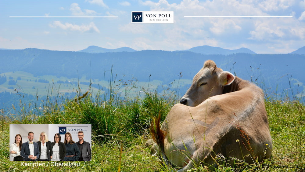 Cow, mountains, Allgäu